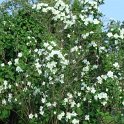 Philadelphus x lemoinei 'Banniere' P1B